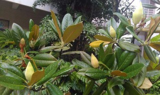 校园常见10种植物（校园常见10种植物检索表）