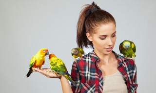 虎皮鹦鹉怕冷么 虎皮鹦鹉害怕冷吗