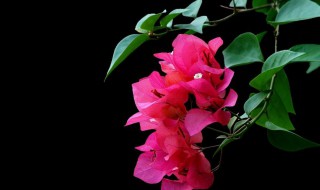 家里种三角梅风水好吗 种三角梅有什么迷信说法