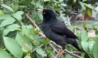 巴哥的寿命多少年（巴哥能长到多大）