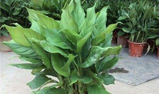 白雪公主万年青的风水寓意好吗 白雪公主盆栽的风水作用