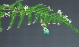 文竹开花好吗有什么兆头（文竹开花是什么意思）