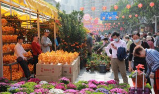 豆瓣绿的花语是什么（豆瓣绿的花有毒吗）