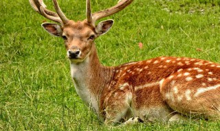 容易养的养殖业有哪些 容易养的养殖业有哪些类型