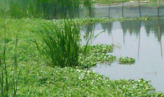 池塘种水草怎么养（池塘种水草怎么养活）