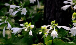 玉簪花怎样移植 玉簪花怎样移植视频