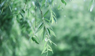 描写春雨的优美段落（描写春雨的优美段落150字）