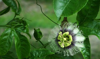 百香果如何开花（百香果开花时怎样处理保证结果）