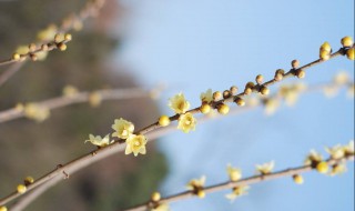 腊梅花泡茶有什么用（怎么用腊梅花泡茶）