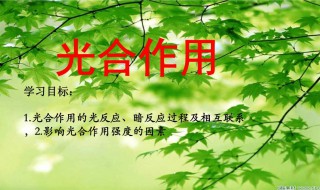 光合作用的暗反应怎么被抑制（光合作用暗反应怎么影响光反应）