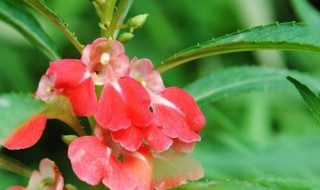 凤仙花花期养护（凤仙花的花期是多少天）