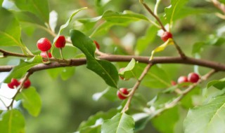 茱萸是什么植物 茱萸是什么植物可以吃吗