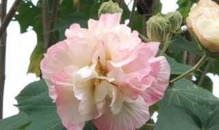 芙蓉花适合在室内养吗（芙蓉花适合家养吗）