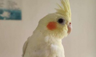 牡丹鹦鹉温度多少合适 牡丹鹦鹉温度多少合适养