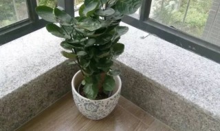 家里养金钱兜好吗（家里养金钱兜好不好）