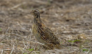 鹌鹑能自然过冬吗 鹌鹑能自然过冬吗冬天