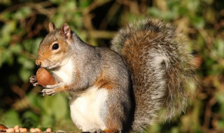 松鼠的品种有哪些（松鼠的品种有哪些可以做宠物）