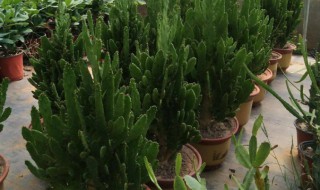 千手观音植物寓意好吗（千手观音植物图）