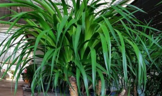 龙须铁的风水作用如何（龙须铁图片）