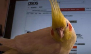 玄凤鹦鹉冬天低于几度会死（玄凤鹦鹉冬天多少度能冻死）