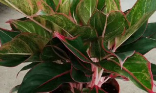 广东万年青开花好不好 广东万年青开花寓意风水