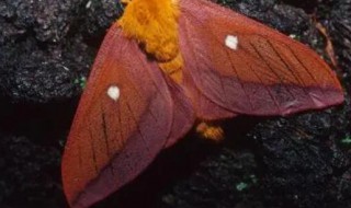 小阔条纹蝶的习性（小阔条纹蝶特点）