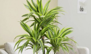 百合竹适合放家吗（百合竹放在哪里风水好）