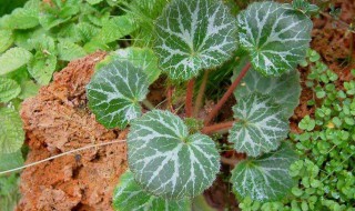 虎耳草的寓意花语及传说介绍(虎耳草的寓意花语及传说介绍视频)