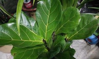 琴叶榕有什么寓意吗 琴叶榕有什么寓意吗图片