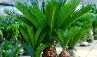 养铁树有什么忌讳（为什么家里不能养铁树）