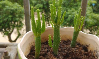 姬珊瑚风水寓意好吗（姬珊瑚有哪些品种）