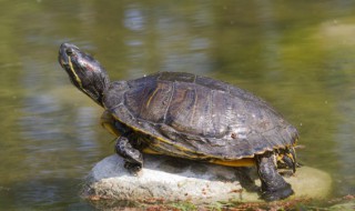 养巴西龟有什么危害和禁忌(养巴西龟有什么坏处)