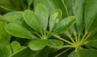 鹅掌柴是招财树吗（鹅掌柴的寓意和象征）