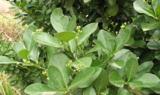 家里种冬青好吗有什么风水意义(家里种冬青好不好)
