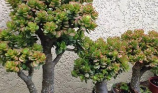 家里养玉树风水好吗有什么寓意(家里养玉树风水好吗有什么寓意吗)