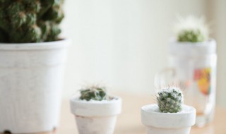 金琥仙人球不能随便养吗（金琥仙人球花图片）