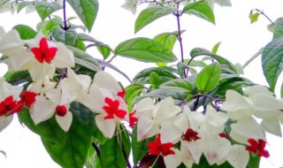 龙吐珠有什么寓意吗（龙吐珠的珠有什么用处）