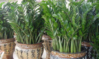 金钱树摆放禁忌养殖方法和注意事项 金钱树摆放禁忌养殖方法和注意事项