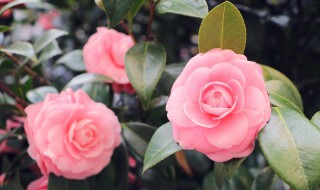 山茶花适合在室内养吗（山茶花适合在室内养吗视频）