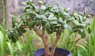 家里养玉树有什么寓意 养玉树的十大忌讳