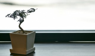 元宝树放在哪里最好 元宝树放哪里最旺财