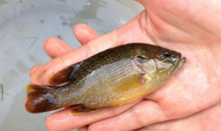 鲫花是什么鱼(鲫花是什么鱼怎么做好吃)