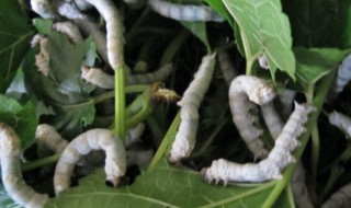 一龄蚕换桑叶太麻烦怎么办（1龄蚕换桑叶）