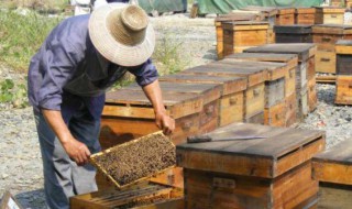 引蜂入箱小技巧 引蜂入箱小技巧有哪些