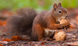 松鼠怎么过冬(松鼠过冬的方式是什么样的)