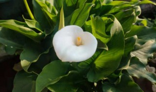 马蹄莲花有毒吗哪个部位有毒 马蹄莲花有毒吗哪个部位有毒呢