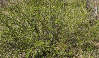 刺果茶藨子是什么（刺果子作用）