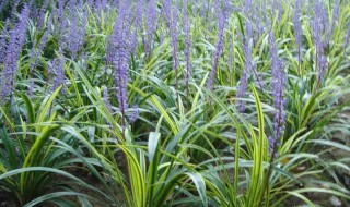 山麦冬是什么 山麦冬是什么植物