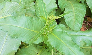 酸模的功效与作用及食用方法（酸模百度百科）