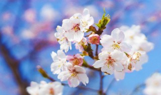 桃花白芷酒的功效和配方（桃花白芷酒的功效和配方视频）